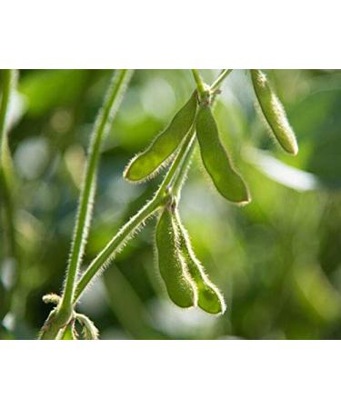 Organic Dark Red Kidney Beans 10 Pounds - Non-GMO, Kosher, Raw, Vegan | Sproutable Beans for Healthy Cooking - 1 Pack - Buy Online on GoSupps.com