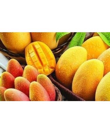 2 Pound (908 grams) Dried peeled mango slices Grade A from Yunnan. - Buy Online on GoSupps.com