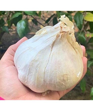 Organic Seeds: Elephant Garlic 2 Huge Bulbs Fresh for Planting Eating and Cooking, Non GMO from Brand Bulbs,Sold by Efective Trade LLC, Ships Amazon