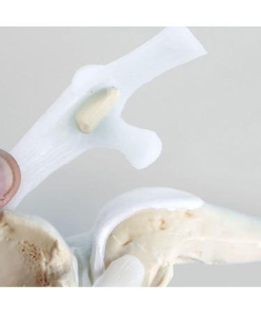 Artificial Dog Knee Joint Model 4 Phase Dog Knee Joint Model PVC Size Dog Knee Joint Model - Buy Online on GoSupps.com