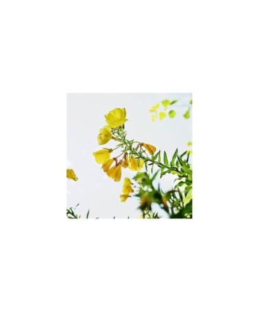 Weleda Evening Primrose Eye and Lip Care - Hydrating 10 ml | Natural Skincare for Younger-Looking Eyes & Lips - Buy Online on GoSupps.com
