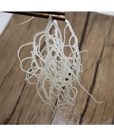 Sea Moss Dried Sea Vegetable Seaweed 300g - Buy Online on GoSupps.com