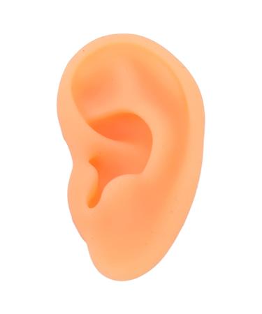 Rubber Fake Ear Model for Jewelry Display and Piercing Practice (Right Ear) - Buy Online on GoSupps.com