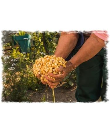 5 Genuine Mexican Tortillas with Nixtamal 500g Vegan Non-GMO Gluten Free - Buy Online on GoSupps.com