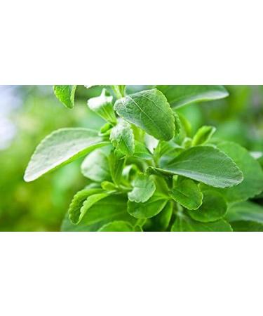 Buy Stevia Powder Extract 97% (Rebaudioside A) - 25g | Sugar Substitute for Healthier Living | International Shipping Available - Buy Online on GoSupps.com
