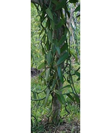 100% Pure Ground Vanilla Powder - Vanilla Pods Ground 50g | Premium Quality for Baking & Cooking - Buy Online on GoSupps.com