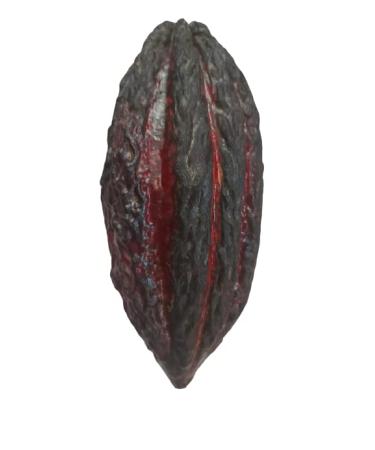 Fresh Cacao Exotic Fruit from St Lucia | Cacao Pod/Chocolate Fruit | 1kg - Buy Online on GoSupps.com