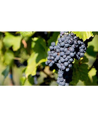 Indigo Herbs Grape Seed Oil 100ml - 100% Pure & Natural Cold Pressed | International Shipping Available - Buy Online on GoSupps.com
