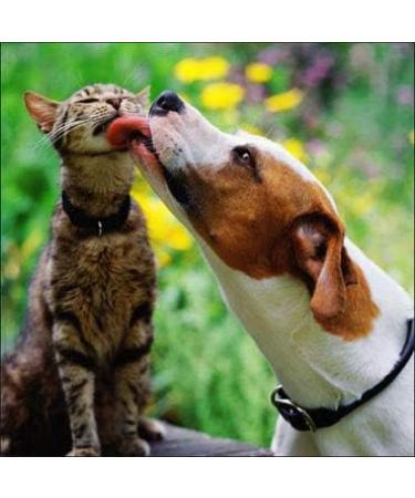 cat Urine Treats - Pets Total Health Complex - Dogs and Cats - Best Hair Skin Eye Teeth Nail Urinary Support - cat Cranberry Urinary - 2 Bottles (120 Tablets) - Buy Online on GoSupps.com