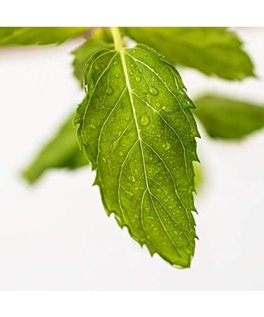 Buy English Peppermint Sauna Infusion Concentrate - 250ml with Drip Closure & Child Lock | International Shipping - Buy Online on GoSupps.com