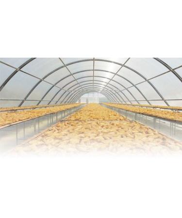 Wholesale 13-Pack Jiraporn Solar Dried Natural Banana Flat Shape 240g - Bulk Pricing Available - Buy Online on GoSupps.com