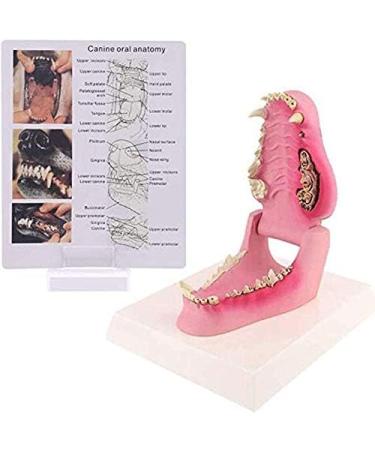 Dog Teeth Model Dog Canine Tooth Anatomy Model Canine Veterinary Animal Skeleton Veterinary Teaching PVC 12X7.5X5.5Cm/4.72X2.95X2.17In - Buy Online on GoSupps.com