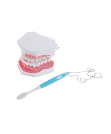 DYTAH Dental Teeth Model Dentist Standard Teaching Tools For Teaching Children (2 PCs)