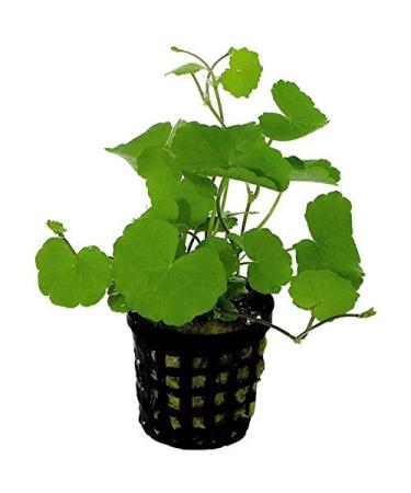 Hydrocotyle leucocephala (Brazilian Pennywort) - 1 Bunch - Live Aquarium Plant