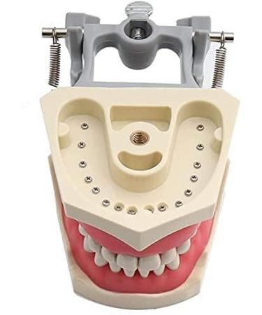 1PC Universal Dental Tooth Teaching Model - Soft Rubber Removable Teeth for Medical Study - Buy Online on GoSupps.com