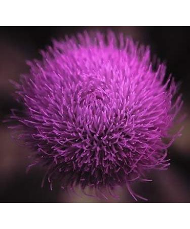 Cedar Bear Liver Build a Liquid Herbal Supplement That Helps Strengthen Liver and Gallbladder Function 1 Fl Oz - Buy Online on GoSupps.com