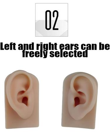 Silicone Acupuncture Ear Model Set for Science Class - Reusable & Anatomically Accurate - Buy Online on GoSupps.com