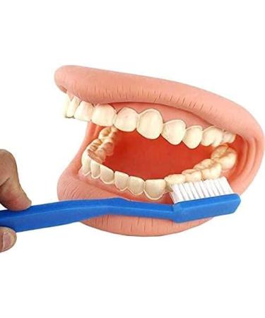 Dental Care Model for Kids | Tooth Brushing Practice & Teaching Aid - International Shipping - Buy Online on GoSupps.com