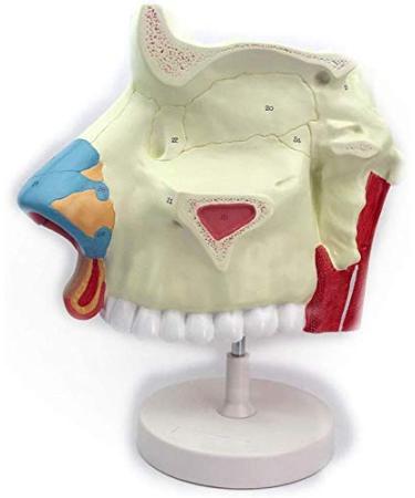 3 Times Anatomical Model of Nasal Cavity Showing Nasal Bone and Cartilage Section of Nasal Fronta and The Jaw are Represented