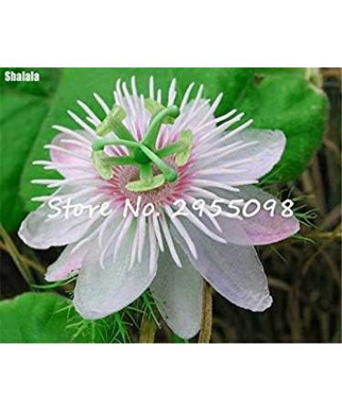 SEMI PLAT Firm-Offerta Speciale! Impianto al coperto Passion Misto semi di Fiore raro semi di frutta variet completa il germogliamento tasso del 95% Migliore Regalo 100pcs 8 - Buy Online on GoSupps.com