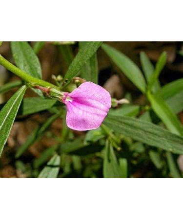 NENA Orithal Thamarai Powder 51g Spade Flower Hybanthus Enneaspermus Ratna Purush Nilakobari Powder (Pack of 1 x 51g) Light Green - Buy Online on GoSupps.com