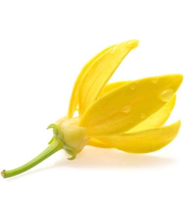 doTERRA Serenity Essential Oil Restful Blend 15 Milliliter (Pack of 2) - Buy Online on GoSupps.com