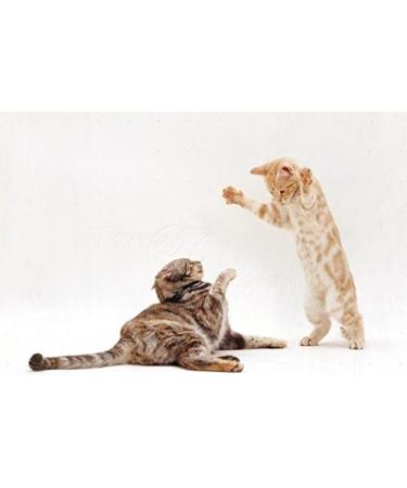 Cat Skin Soother - Allergy Relief Chewable Treats for Cats | Advanced Itching Solution with Nettle - 75 Chews - Buy Online on GoSupps.com