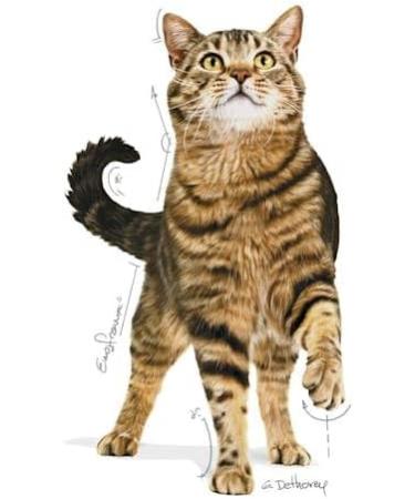 Royal Canin Sterilised Appetite Control Dry Cat Food 400 g - Buy Online on GoSupps.com