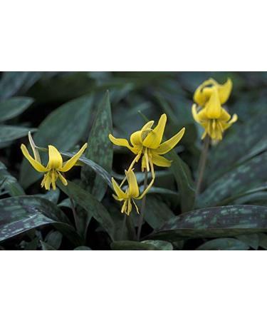Seeds Package Not Plants 5 Yellow Trout Lily Erythronium um Premium Ground Flowers