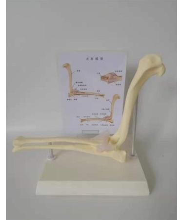 Dog Joints Dog Elbow Normal Large Dog Elbow Joint Ligament Model Dog Canine Elbow Joint Model Educational Tool Animal Body Anatomy Dog Elbow for Veterinary Office - Buy Online on GoSupps.com
