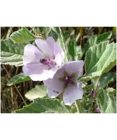 Herboristeria du Valmont Organic Marshmallow Herbal Tea Cut Leaf 100 grams - Buy Online on GoSupps.com