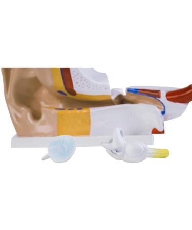 Human Ear Anatomy Model 3X Magnification it is consisting of External Ear Ear Rock Humeral Ear and Labyrinth Inside - Buy Online on GoSupps.com