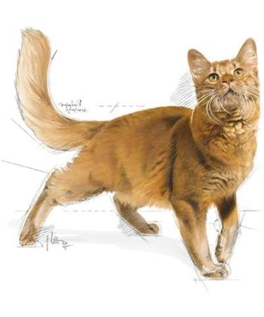 Royal Canin Fit Complete Dry Adult Cat Food 3 x 400g - Buy Online on GoSupps.com