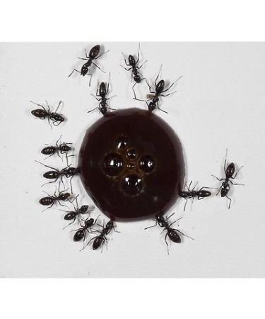 AntHouse 10ml Nectar for Ants - Protein Syrup for Queens Ants and Ants Colonys.