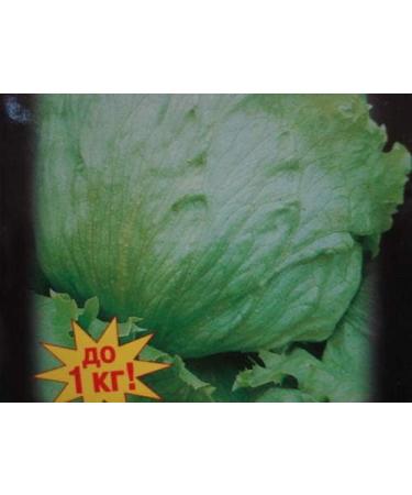 Portal Cool Russian Giant Iceberg Lettuce Seeds Xxl head Up to 500 grams - Buy Online on GoSupps.com