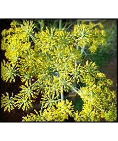 Premium Whole Saunf (Fennel Seeds) 500g - Fresh and Flavorful - Buy Online on GoSupps.com