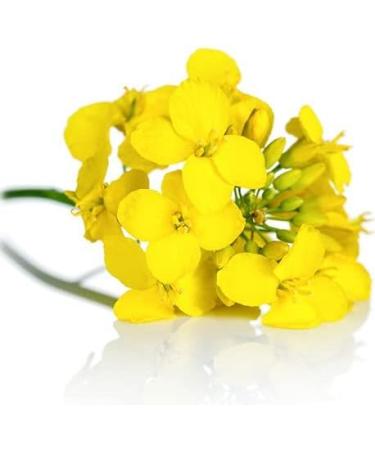 Spanish Camelina - Organic Virgin Vegetable Oil - Glass Bottle - First Cold Pressed - 100mL - Buy Online on GoSupps.com