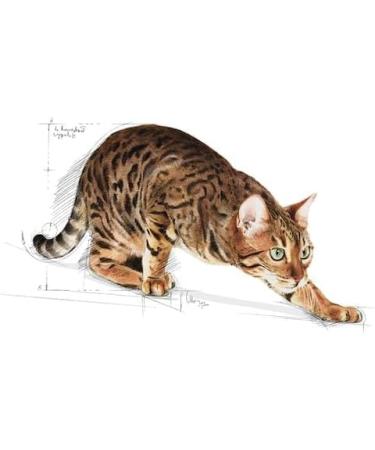 Royal Canin Outdoor Complete Adult Dry Cat Food 3 x 400g - Buy Online on GoSupps.com