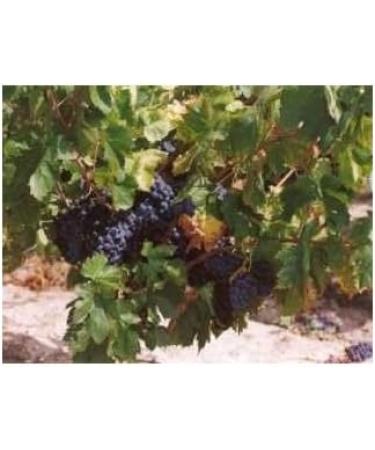 Red vine leaf 1kg POWDER Vitis vinifera - Buy Online on GoSupps.com