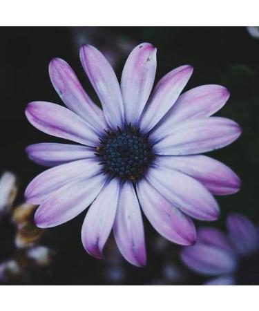 MULATO ORGANIC SHAMPOO FOR DRY AND DAMAGED HAIR - Buy Online on GoSupps.com