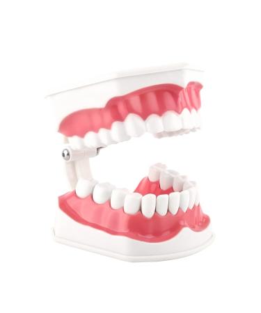 Dental Model Separable Plastic Lightweight Portable Non-toxic Tooth Brushing Models with Brush for Study for Dentist