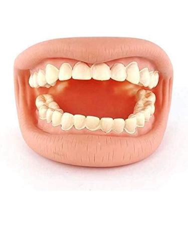 Dental Care Model for Kids | Tooth Brushing Practice & Teaching Aid - International Shipping - Buy Online on GoSupps.com