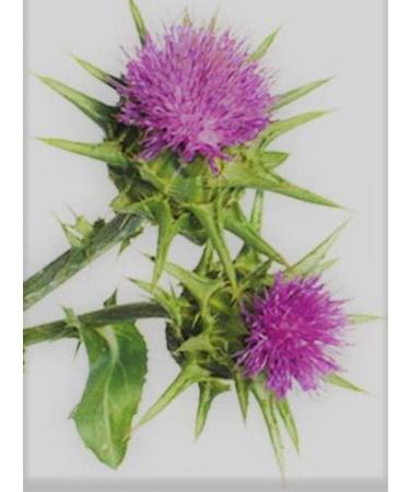Wildcrafted Raw Milk Thistle Seed Whole - 8oz Silybum Marianum - Non GMO & Non Irradiated - Buy Online on GoSupps.com