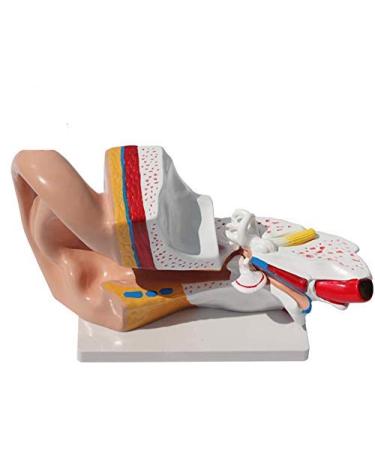 Human Organ Anatomical Model of The Ear Medical Teaching Model Ear Anatomy Medicine Ear Model Detail Display Outside Medium Inner Ear 3 Times Enlarged
