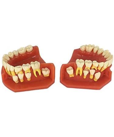 LBYLYH Standard Dental Model - Educational Teeth Model for Children & Adults | Perfect for Studios & Study Tools - Buy Online on GoSupps.com