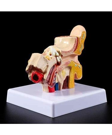 Ear Human Anatomy Model 1.5 Times Life Size Medical Training Support - Buy Online on GoSupps.com