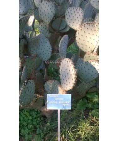 "Opuntia Aciculata" 10 SEMI