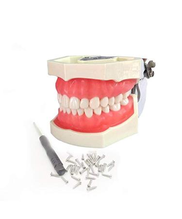 Vinbcorw Dental Care Model dentist for adult teeth Standard lessons with 24 removable teeth for teaching 12 * 9.5 cm of course
