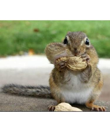 Squirrel Mixture 200g Premium Wild Life Food Garden Seed Feed - SLW - Buy Online on GoSupps.com