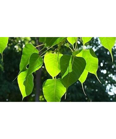 AOZA Neotea Arasa Ilai Peepal Leaves Ficus Religiosa Leaf Powder 300 gm - Buy Online on GoSupps.com